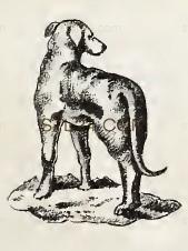 ANIMAL_0156